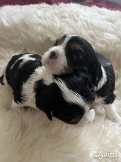 Кавалер кинг чарльз