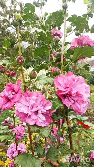 Гибискус махровый древесный