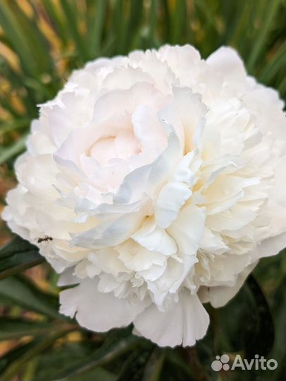 Пионы саженцы