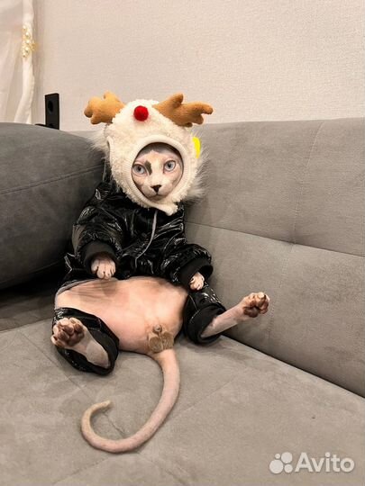 Сфинкс эльф вязка