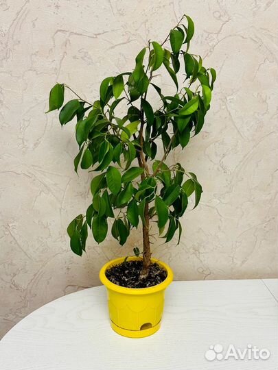 Фикус бенджамина