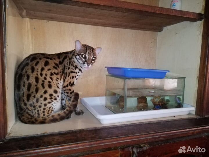 Азиатские леопардовые коты из питомника