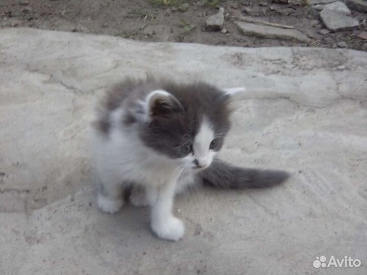 Котята в добрые руки даром