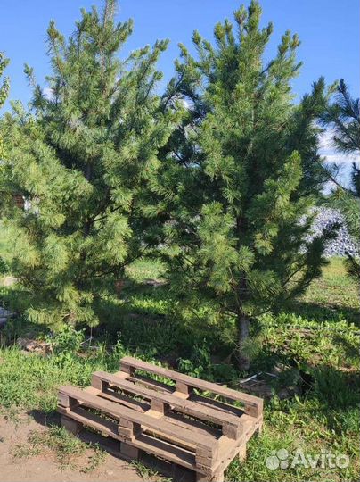 Саженцы кедра