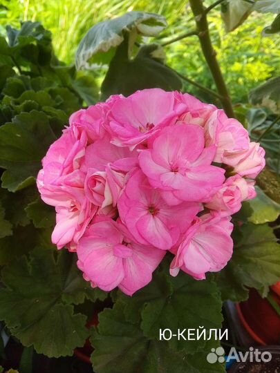 Пеларгония герань срезы