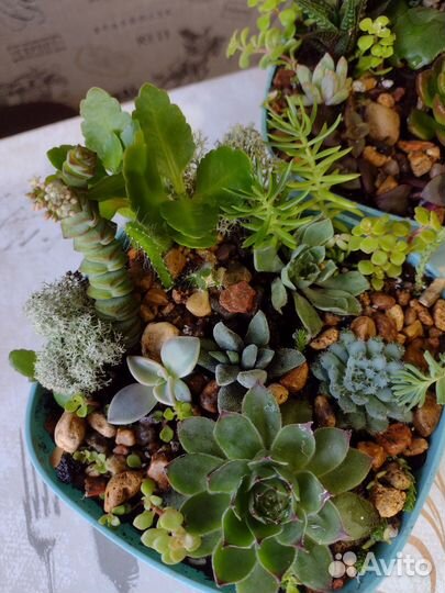 Флорариум, суккуленты