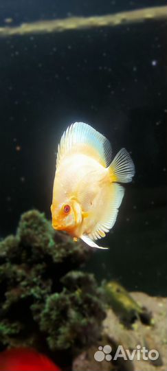 Стойка с 3 аквариумами, рыбы, растения