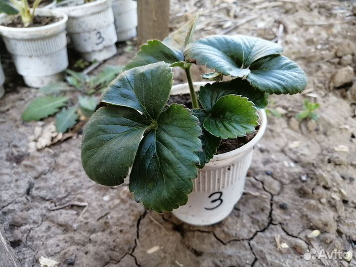 Саженцы клубники Азия, Эми