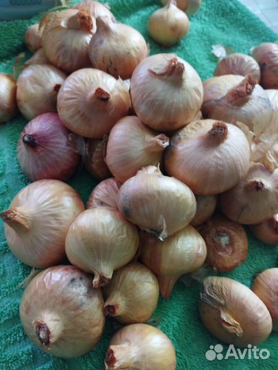 Лук семейный