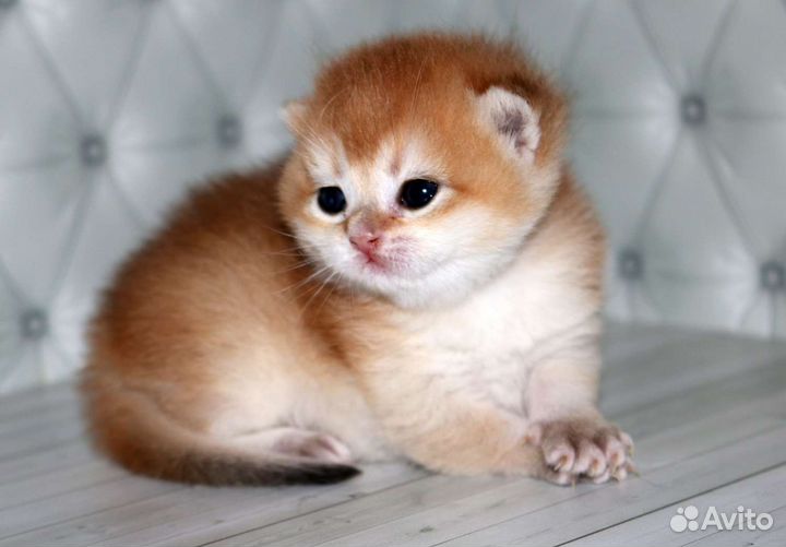 Мальчик золотая британская шиншилла Милорд