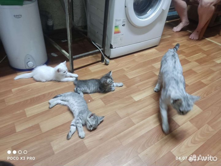 Британские котята