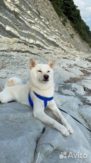 Сиба ину вязка