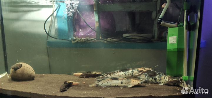 Продаю рыб
