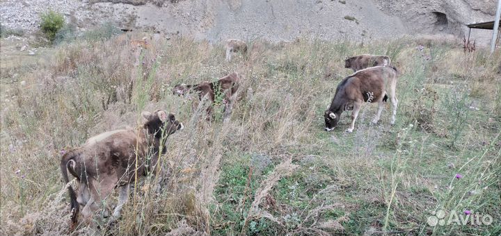 Коровы нетели