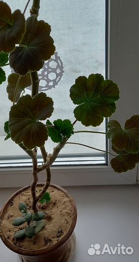 Комнатные растения взрослые