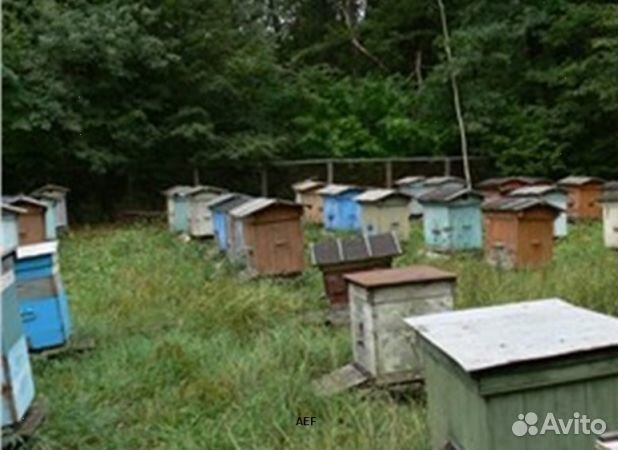 Мед 24 года Алтайский опт