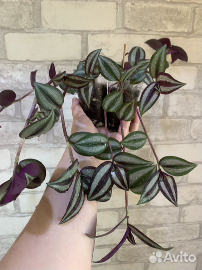 Традесканция зебрина