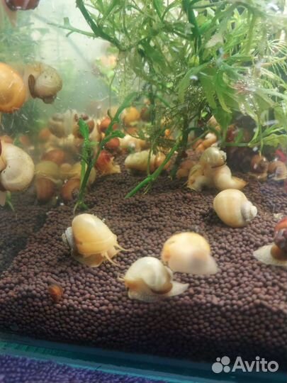 Улитка Ампулярия