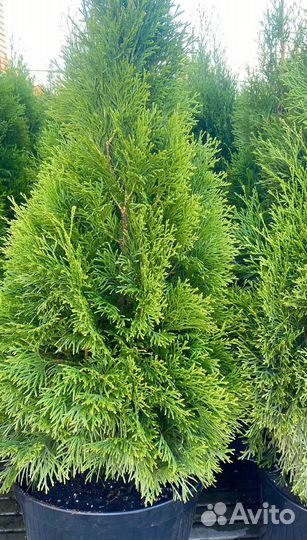 Туя Смарагд