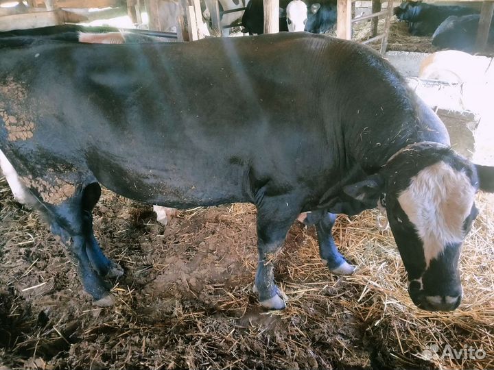 Быки на племя.корова телята.овцы.бараны