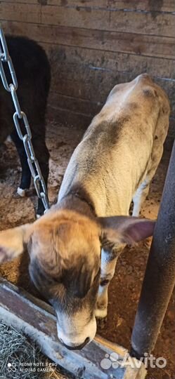 Продам телок