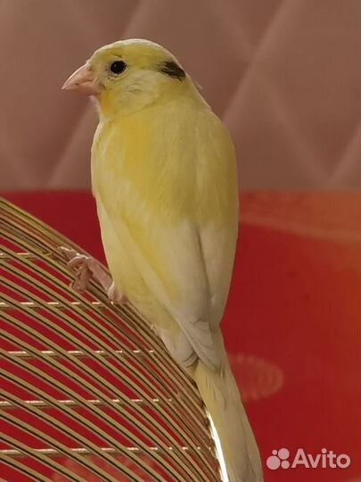 Продам кенора канарейку