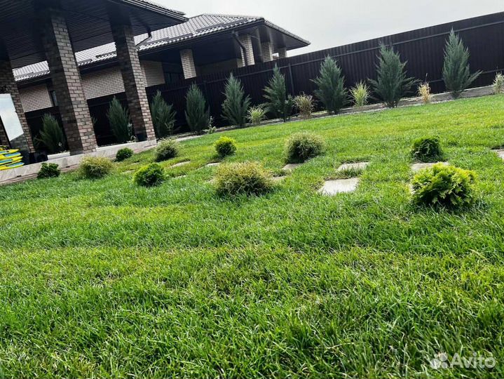 Газон. Рулонный газон