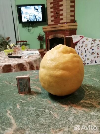 Лимон Пандероза