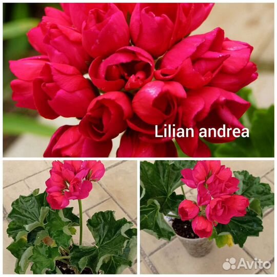 Пеларгония тюльпановидная