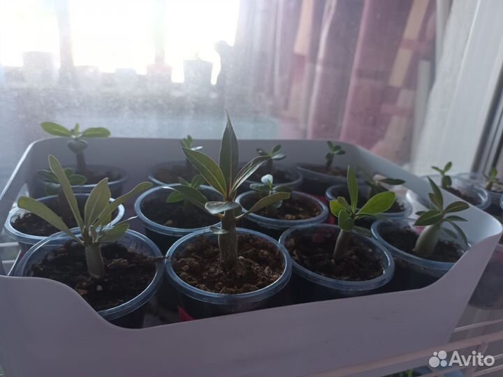 Адениум саженцы