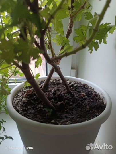 Герань душистая - лимонная