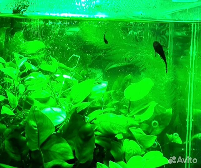 Растения,мхи,креветки,гуппи