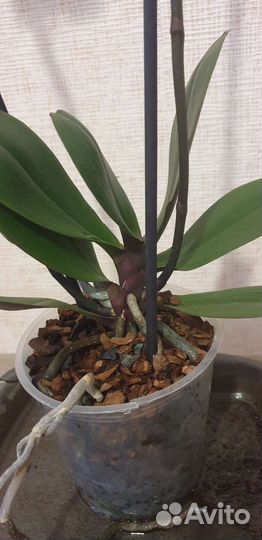 Орхидея Паваротти