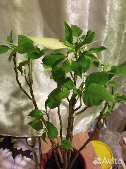 Пуансеттия