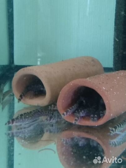 Аквариумные рыбки и растения в Екатеринбурге