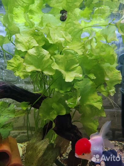Растения для аквариума