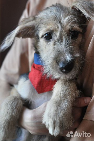 Борода, очаровательный щенок в добрые руки