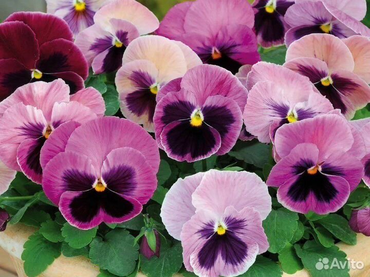 Рассада петунии ампельные кустовые