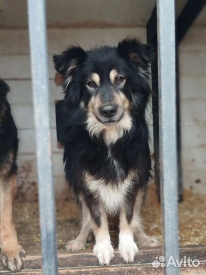 Красивая собака ищет дом в добрые руки