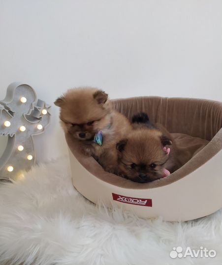 Щенки шпица