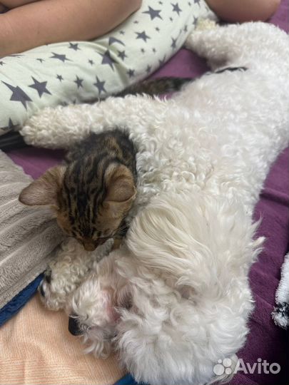Бенгальская кошечка