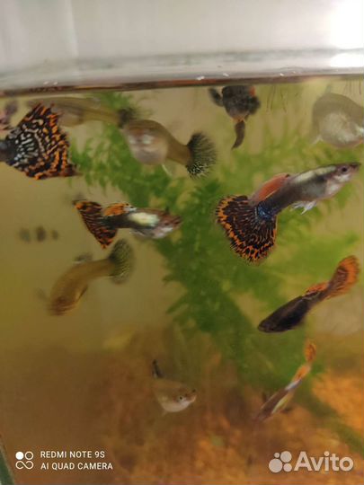 Рыба гуппи и Пецилии