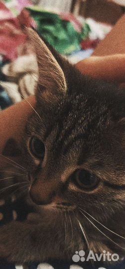 Кошечка в добрые руки