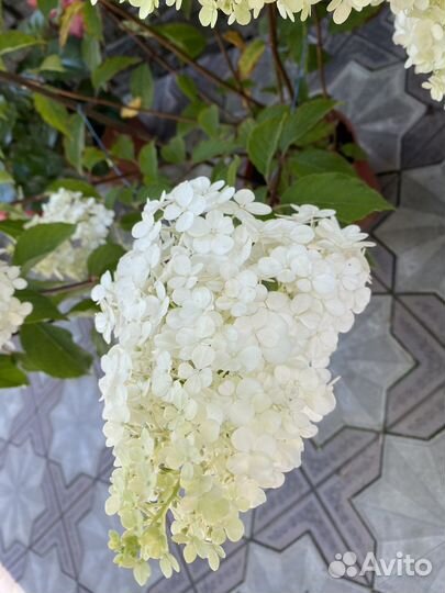 Гортензия метельчатая