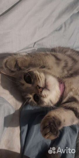 Кошечка в дар