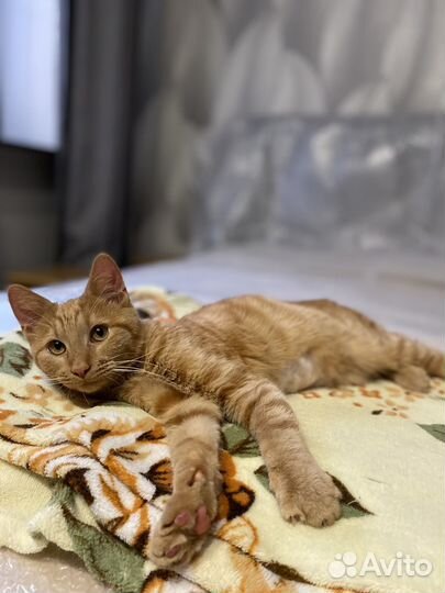 Рыжий котик