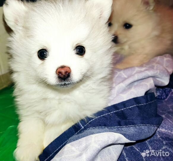 Щенки шпица