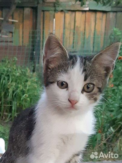 Кошечка в добрые руки