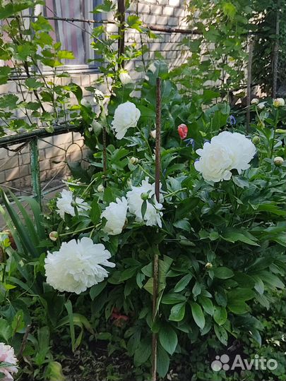 Саженцы садовых цветов