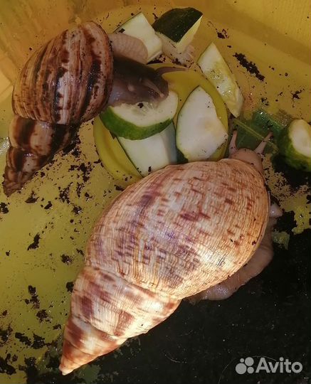 Улитки ахатины